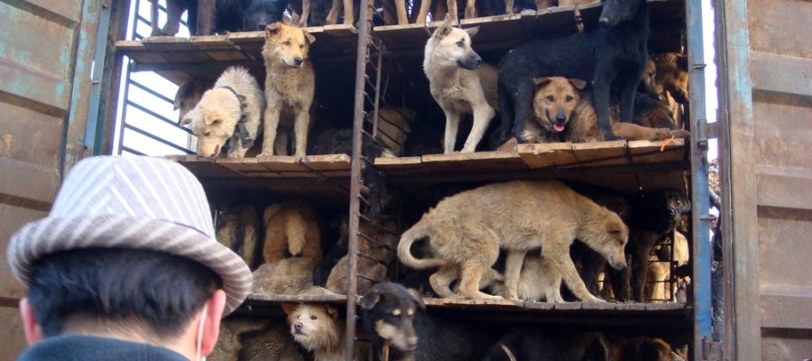 Ogni anno in Asia uccisi 30 milioni  di cani: «stop alla barbarie»