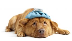 Il-colpo-di-calore-del-cane-prevenzione-sintomi-e-come-intervenire[1]