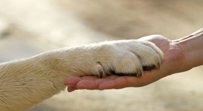Chiesta l’istituzione di una giornata dedicata ai diritti degli animali