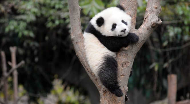 Dopo decenni il panda gigante è fuori dalla lista di estinzione