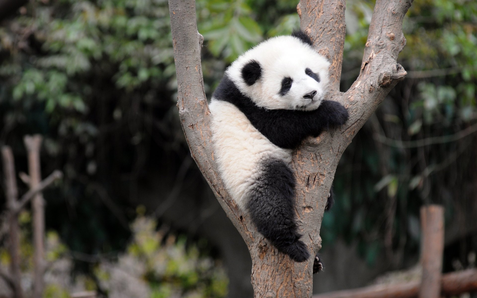 Dopo decenni il panda gigante è fuori dalla lista di estinzione