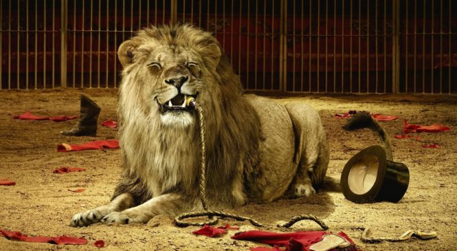Circhi – Giovanardi contro il circo senza animali