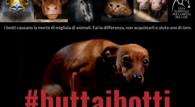 Botti di capodanno? 5 consigli per proteggere i tuoi amici a 4 zampe