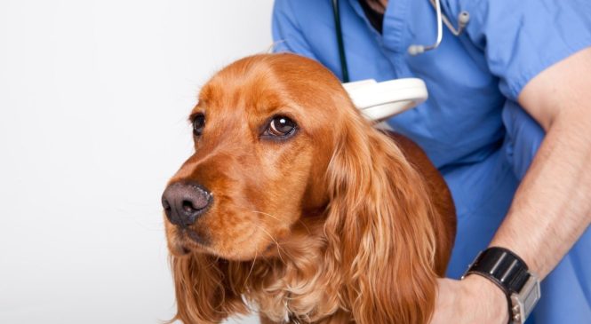 Microchip per cani: tutto ciò che c’è da sapere