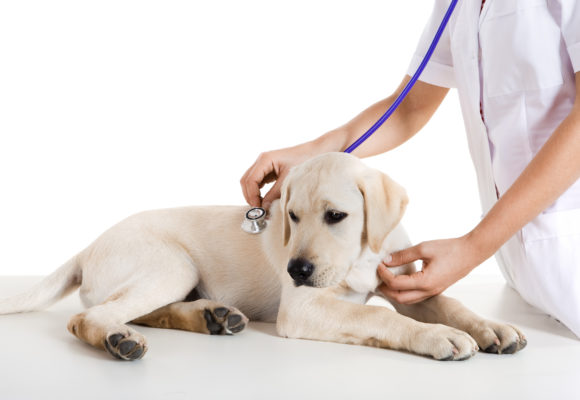 Vaccini al cane