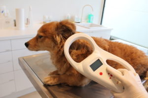 Microchip