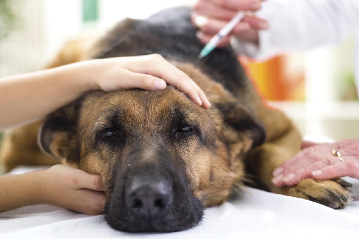 Vaccini al cane