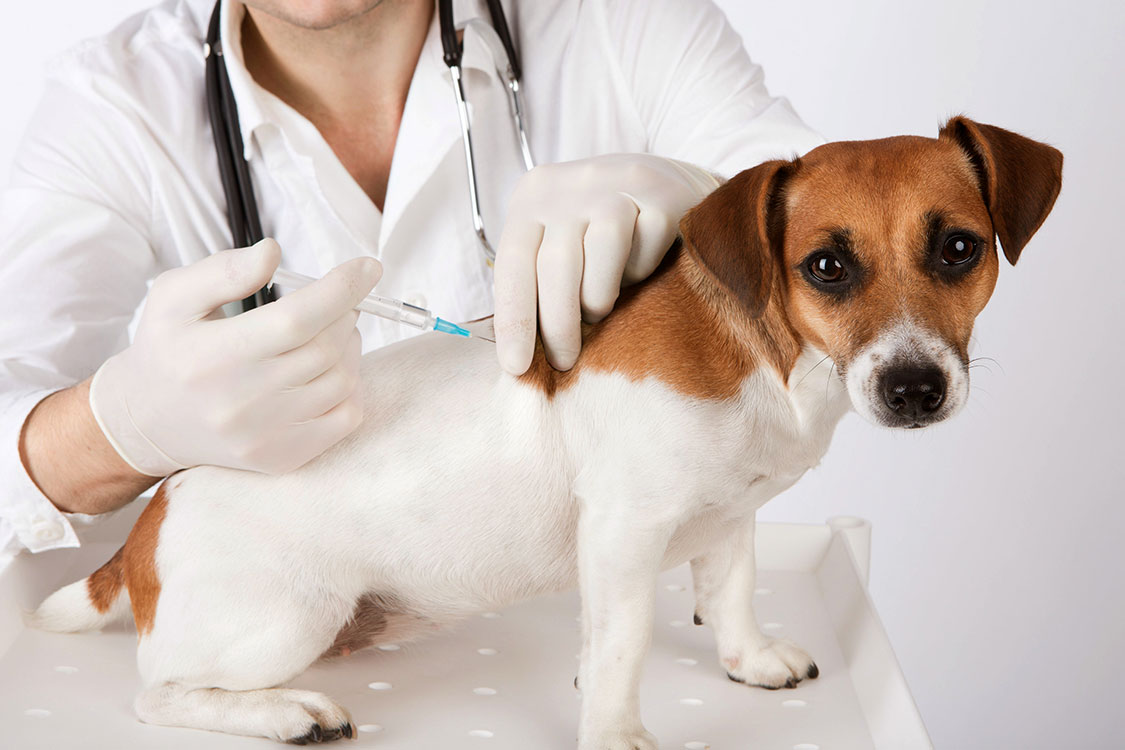 Vaccini al cane: quando farli