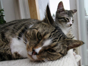 FIV