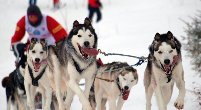 Cani da slitta: razze e caratteristiche