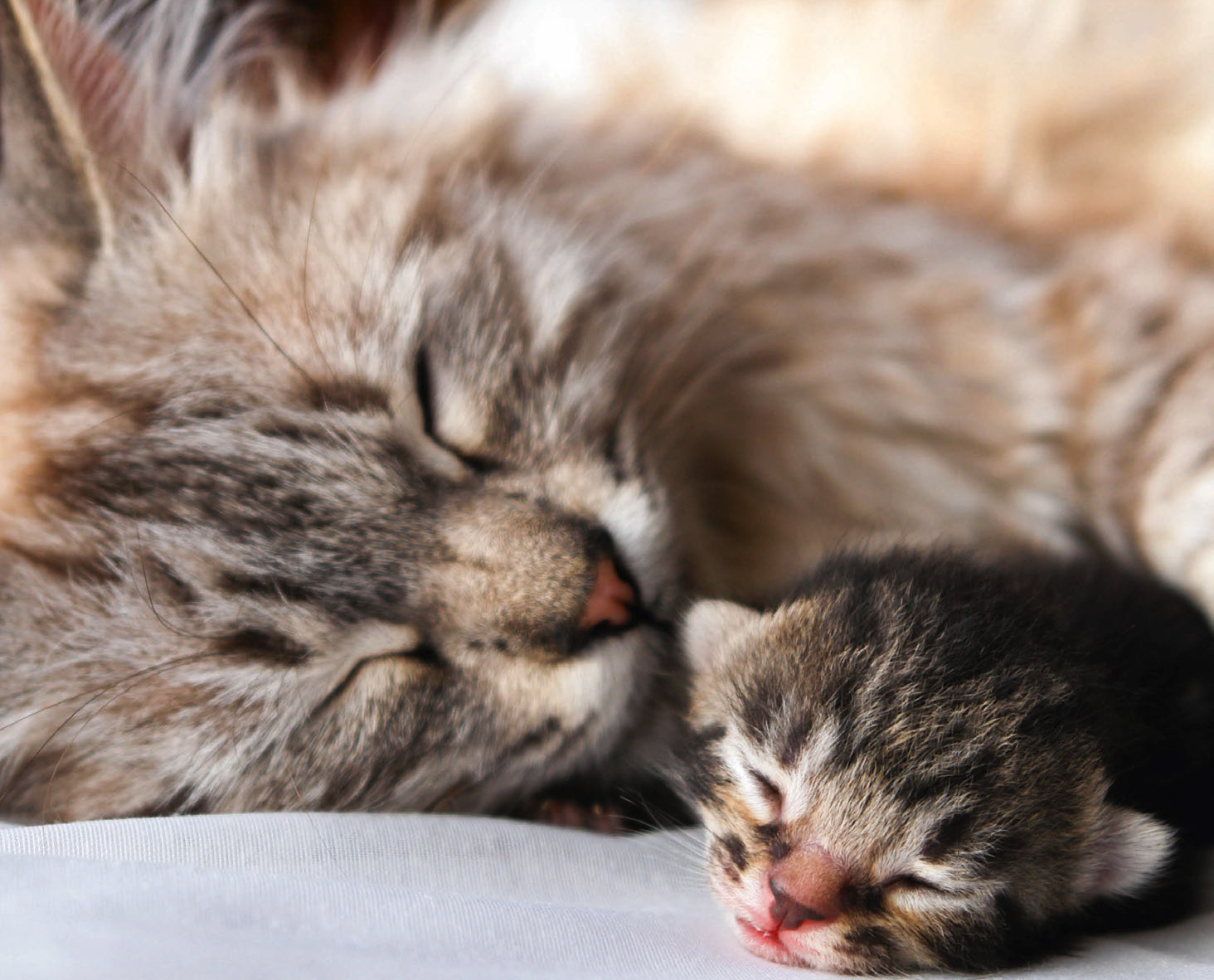 Gatti e gravidanza: quanto dura e come comportarsi