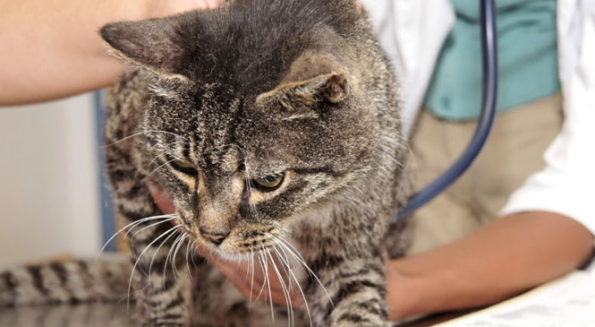 Malattie nei gatti: come riconoscerle e curarle