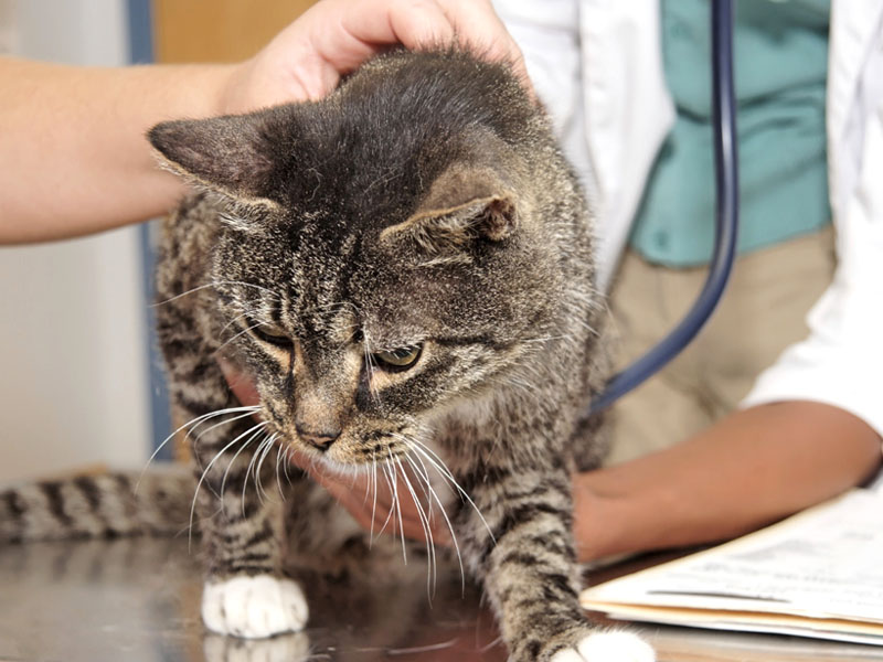 Malattie nei gatti: come riconoscerle e curarle