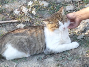 FIV