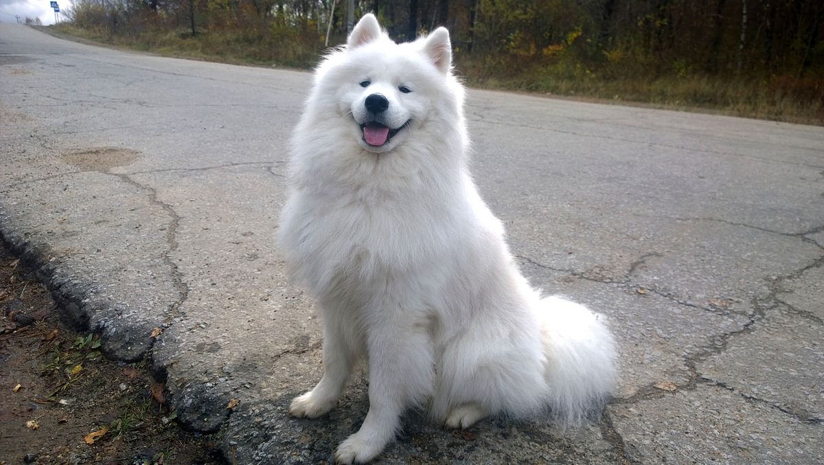 Cani da slitta razze e caratteristiche Lega Nazionale per la Difesa del Cane Cani da slitta razze e caratteristiche Lega Nazionale per la Difesa del Cane