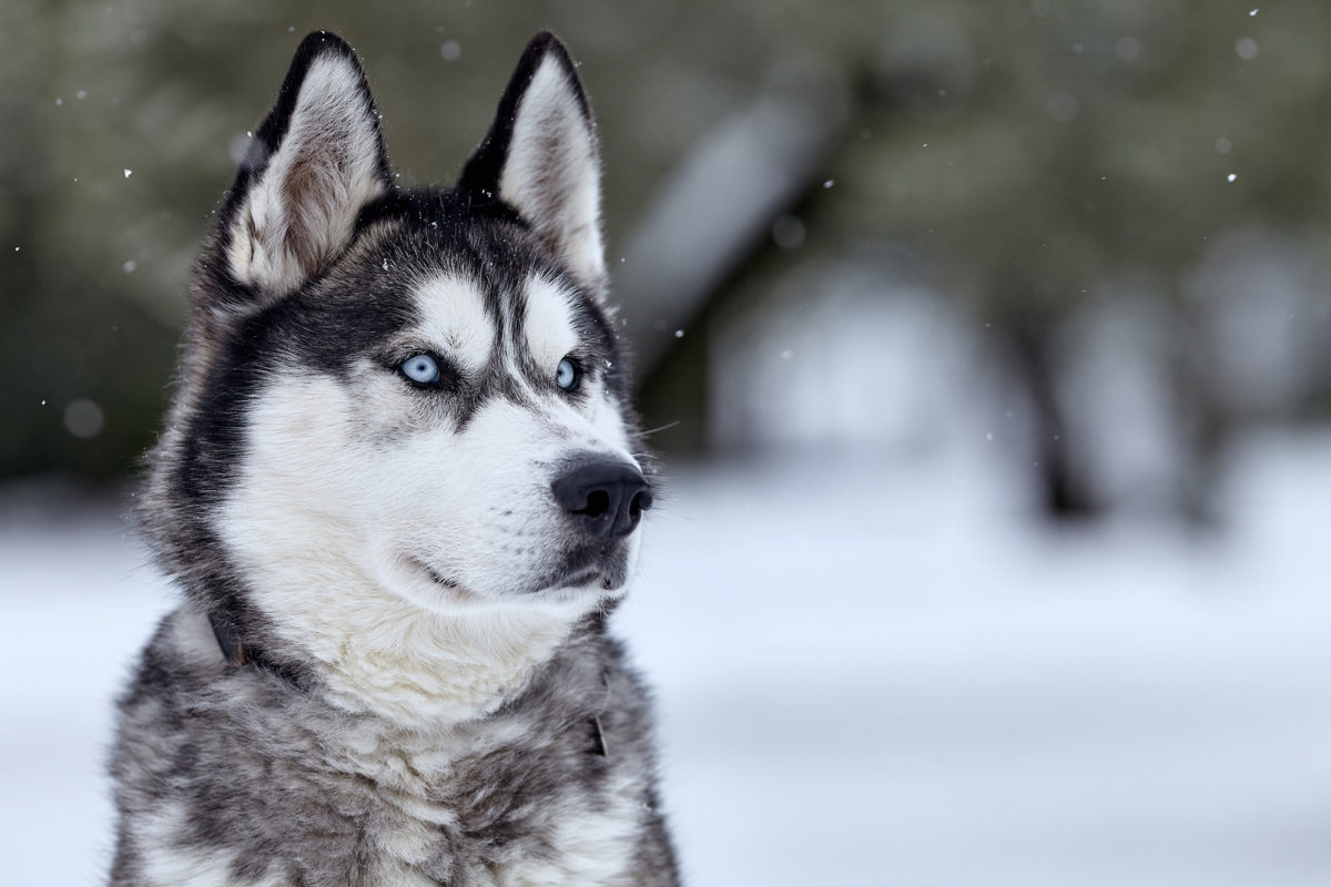 Cani da slitta razze e caratteristiche Lega Nazionale per la Difesa del Cane Cani da slitta razze e caratteristiche Lega Nazionale per la Difesa del Cane