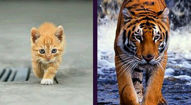 Cosa hanno in comune il tuo gatto e una tigre?