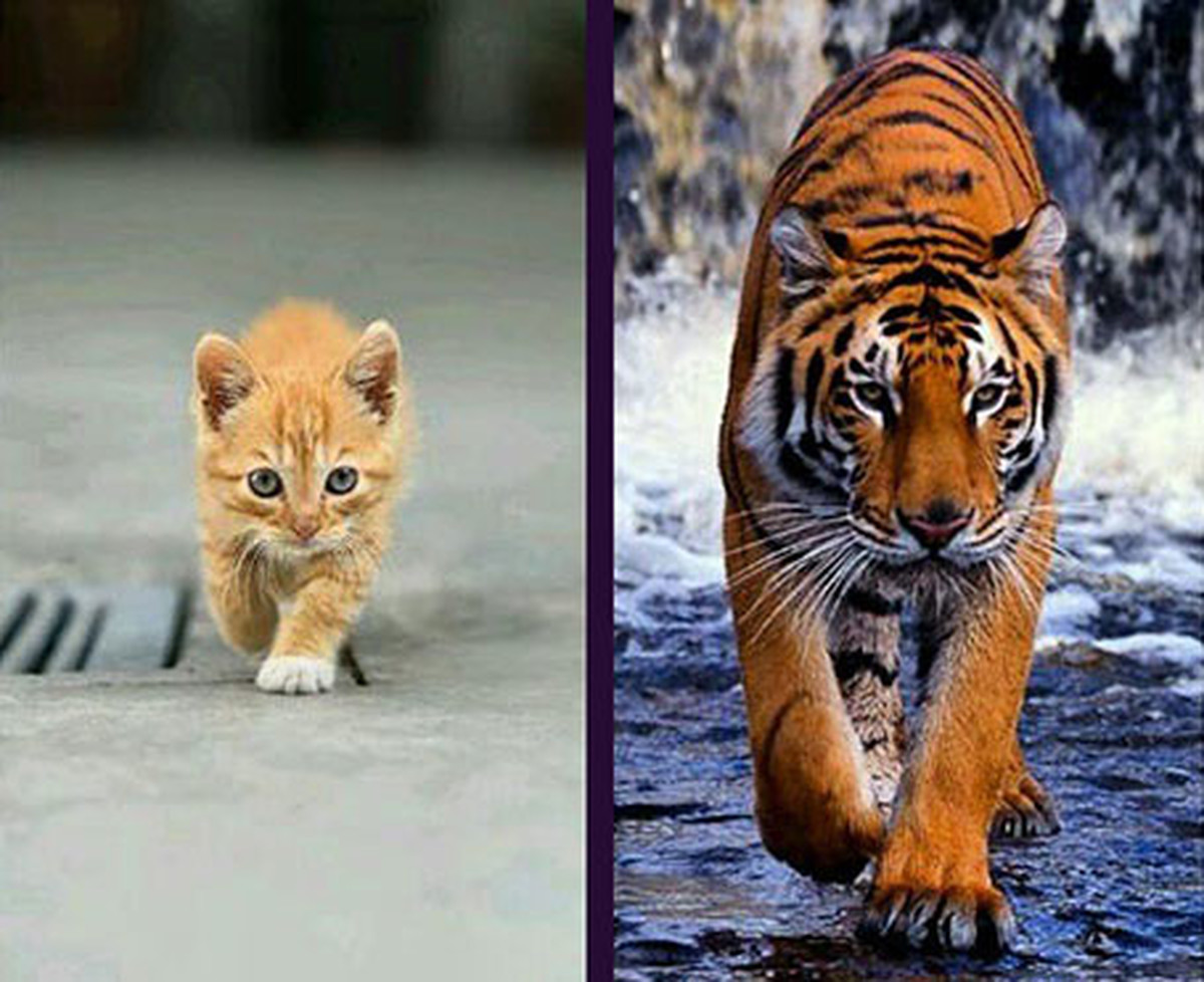 Cosa hanno in comune il tuo gatto e una tigre?