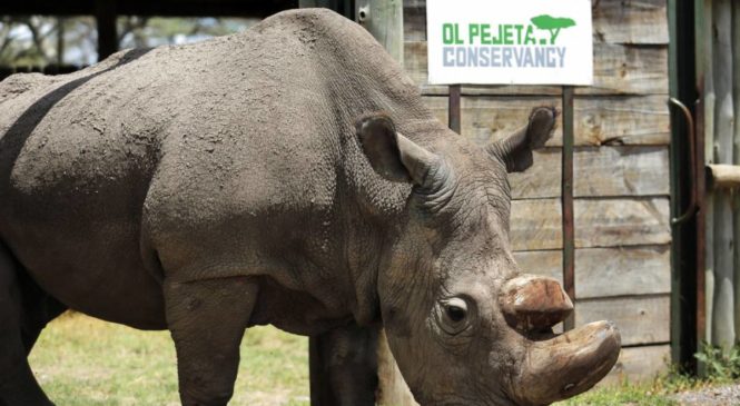 L’ultimo rinoceronte bianco, storia dell’estinzione di una specie