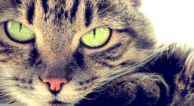 10 curiosità sui gatti