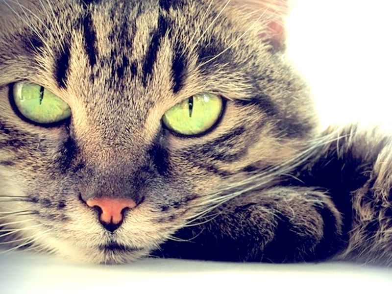 10 curiosità sui gatti