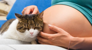 toxoplasmosi