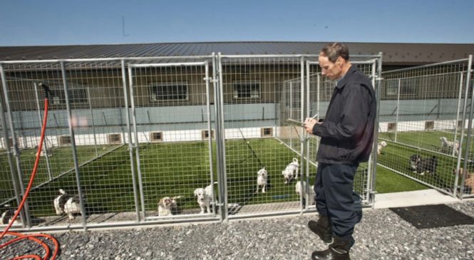 Come mettere su un allevamento di cani
