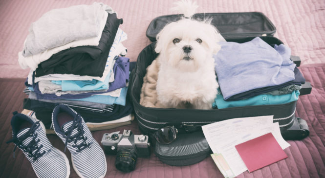In vacanza con i nostri amici pelosi