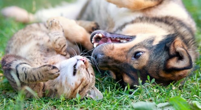 Come proteggere gli animali dal caldo
