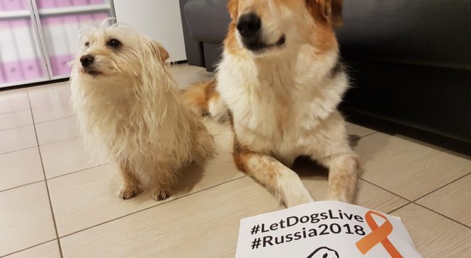 Strage di cani randagi in occasione dei mondiali di calcio