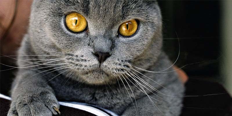 Come capire il linguaggio dei gatti