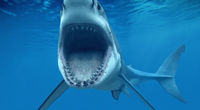 5 animali marini che è meglio non incontrare