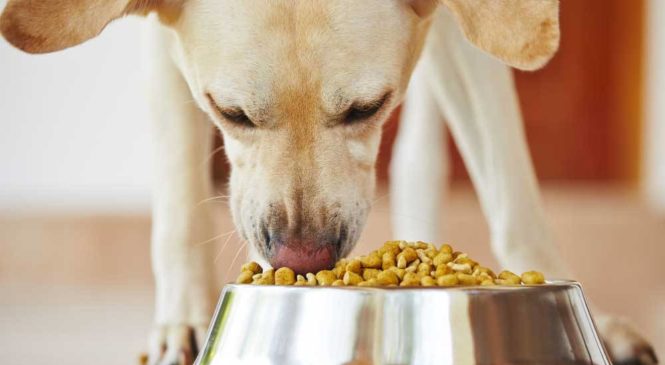 In cucina gli alimenti più tossici per cani e gatti