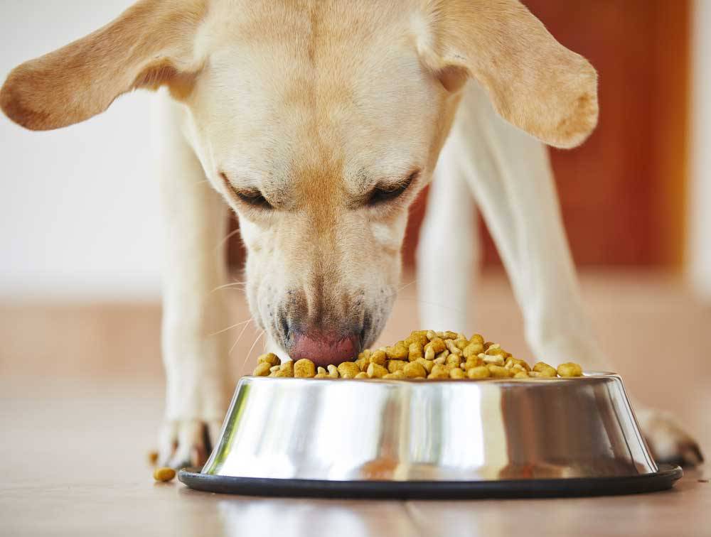 In cucina gli alimenti più tossici per cani e gatti