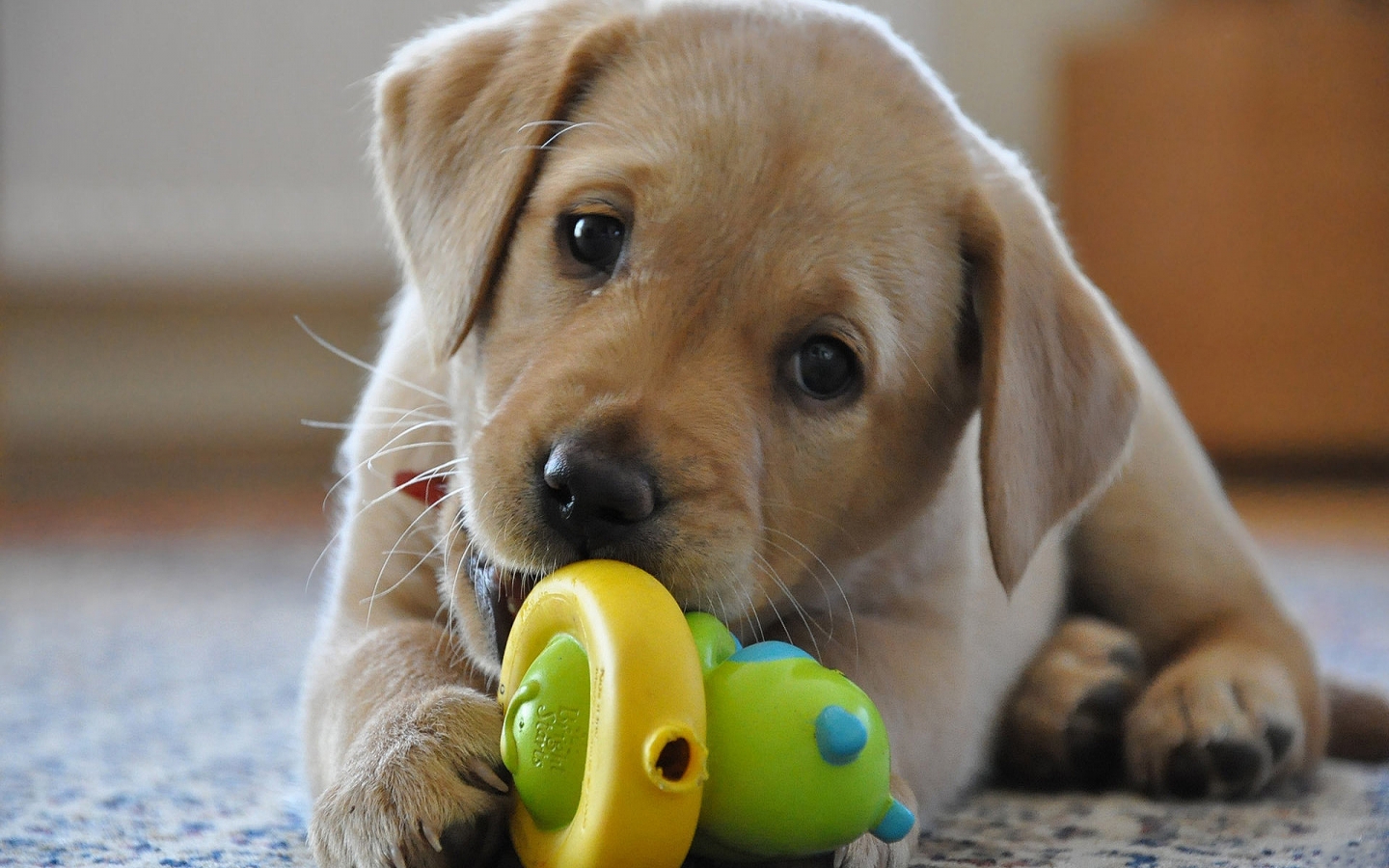 Come scegliere un animale domestico