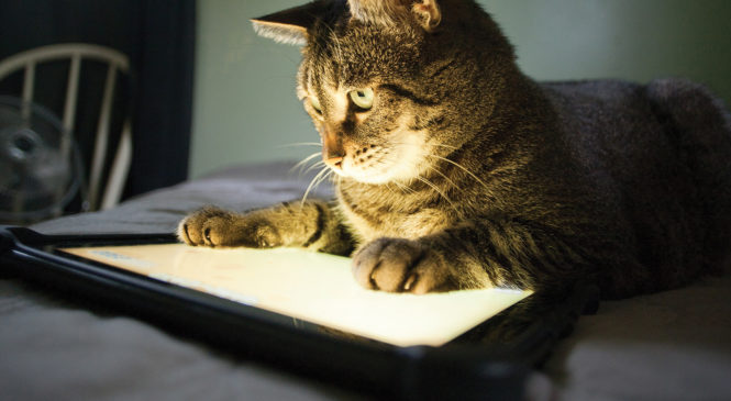 5 app gratuite per chi ha cani o gatti