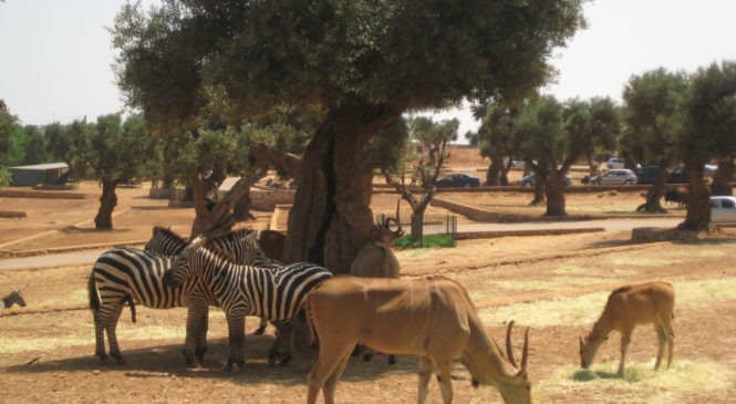 Zoo Safari in Italia