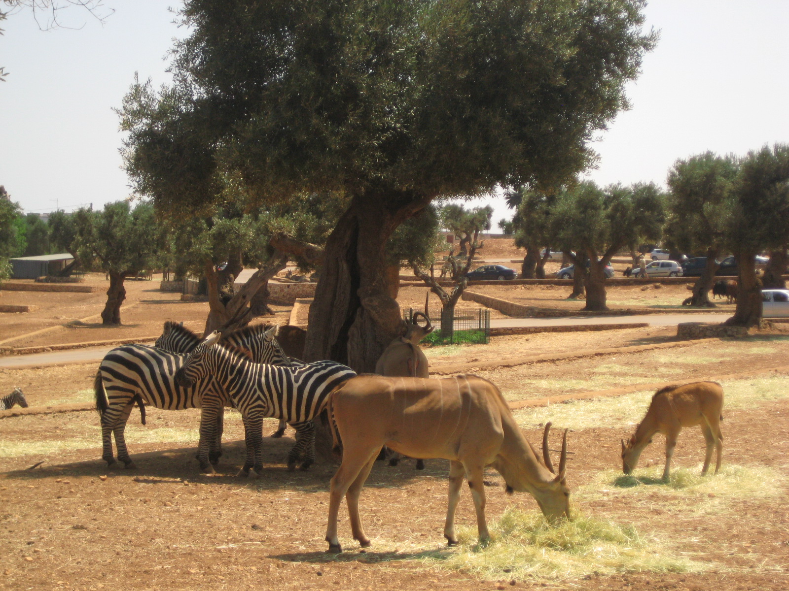 zoo safari park bari italy