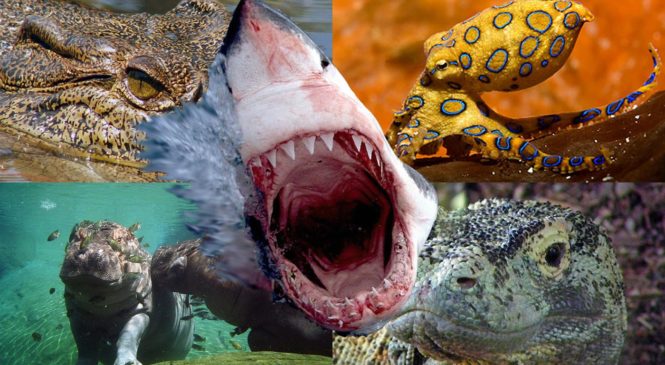 Gli animali più letali