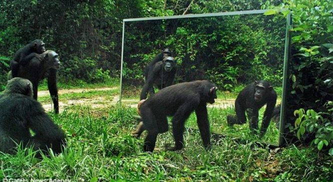 Animali allo specchio: chi sa riconoscersi?