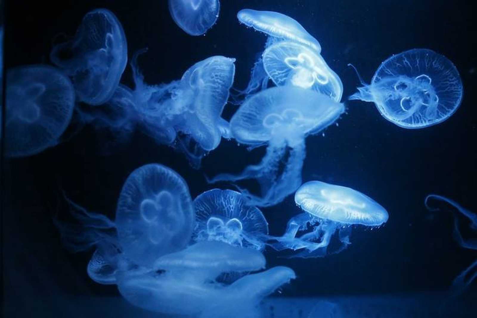 Curiosità sulle meduse