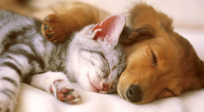 10 gadget per chi ha un cane o un gatto
