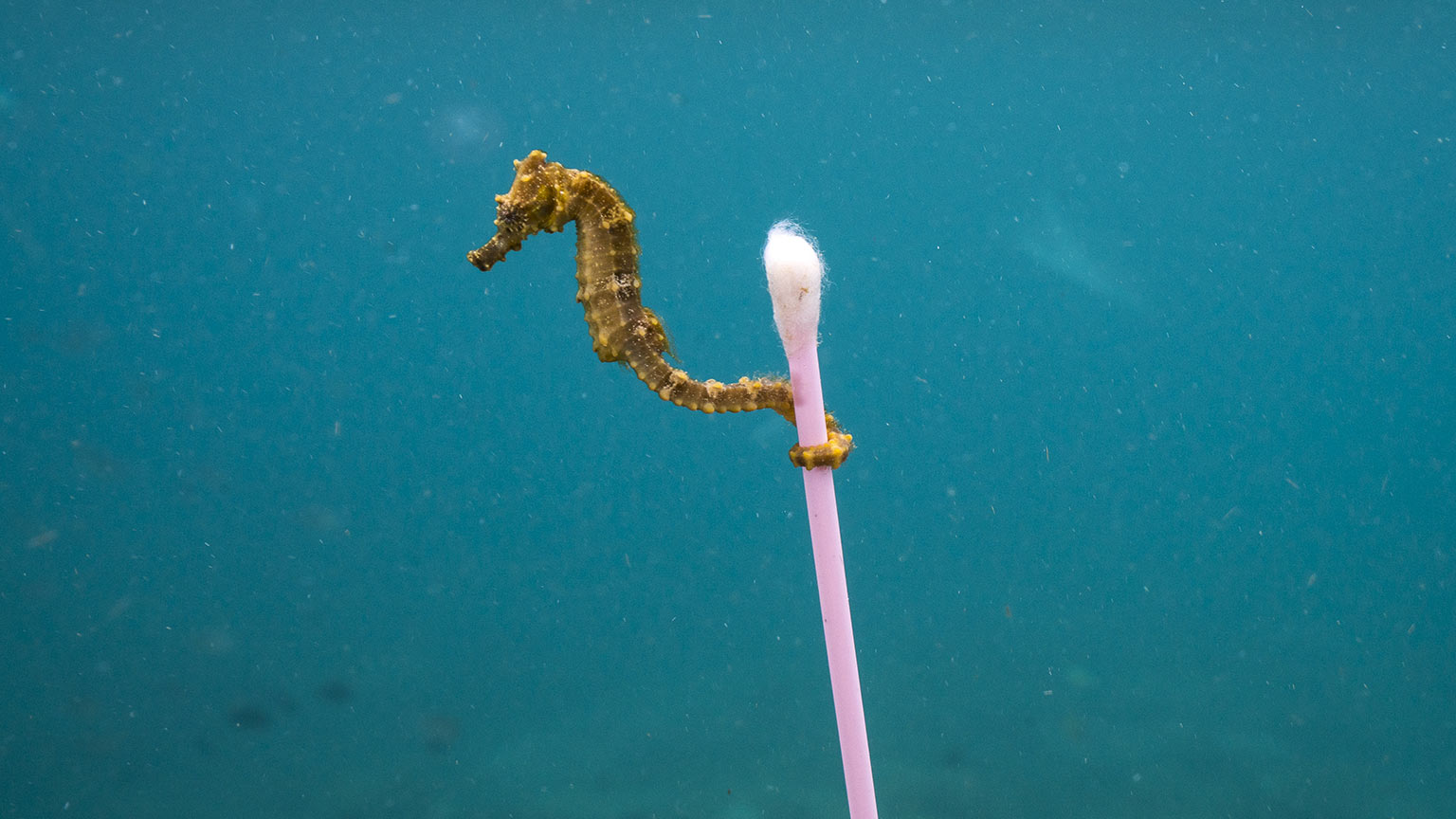 Animali marini VS plastica
