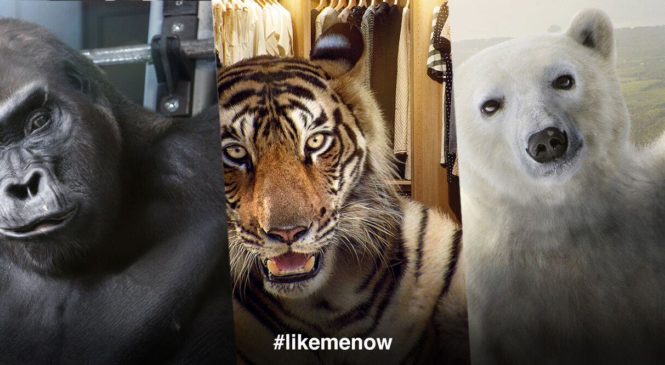 #LikeMeNow: tre influencer d’eccezione per salvarsi dall’estinzione