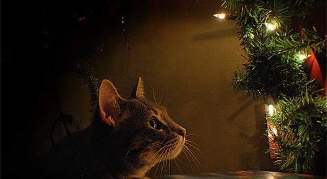 Decorazioni natalizie ed animali in casa