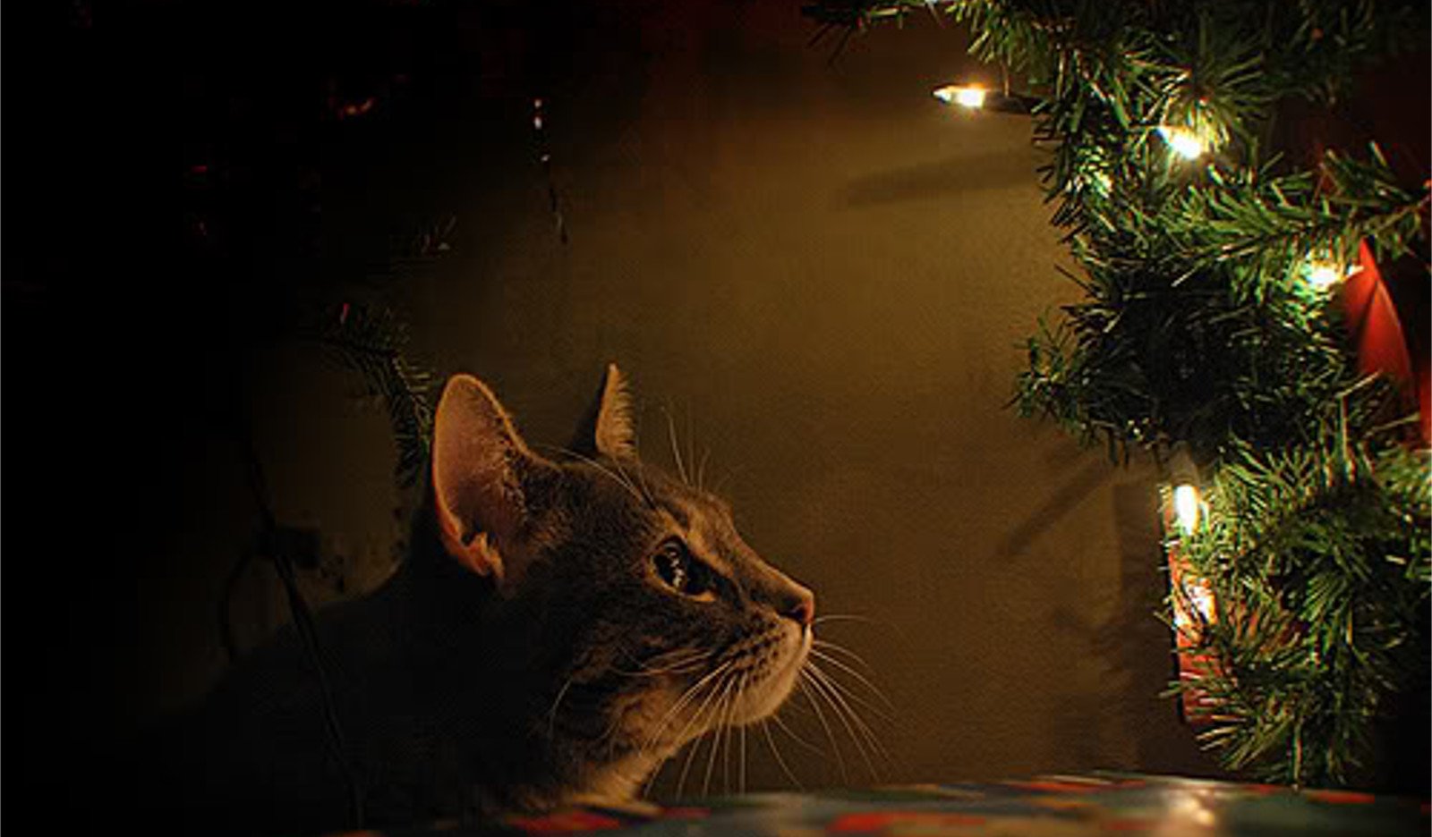 Decorazioni natalizie ed animali in casa