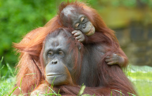 Gli oranghi “parlano” al passato