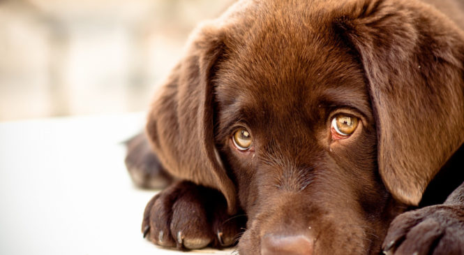 Come proteggere gli animali dai botti di Capodanno