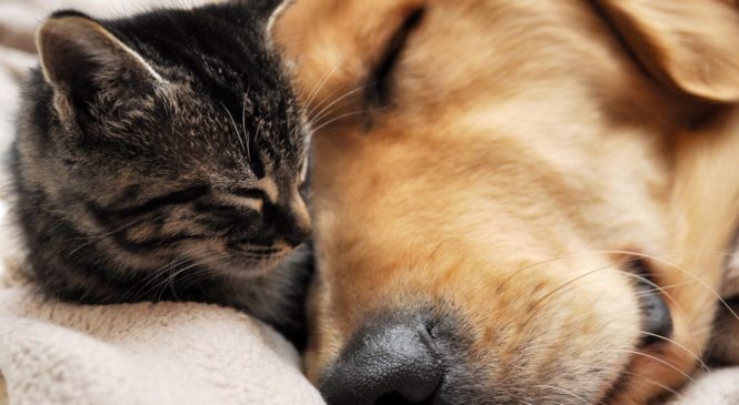 L’animale domestico preferito per ogni parte del mondo