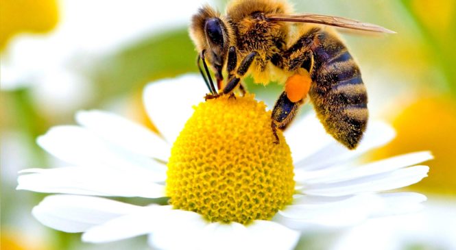 Le api e il riscaldamento globale